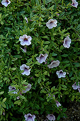 Superbells Trailing Lilac Mist Calibrachoa (Calibrachoa 'Superbells Trailing Lilac Mist') at Lakeshore Garden Centres