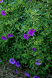 Superbells Trailing Blue Calibrachoa (Calibrachoa 'Superbells Trailing Blue') at Lakeshore Garden Centres