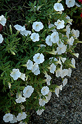 Noa White Calibrachoa (Calibrachoa 'Noa White') at Lakeshore Garden Centres