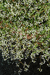 Diwali Mystery Euphorbia (Euphorbia 'Diwali Mystery') at Lakeshore Garden Centres