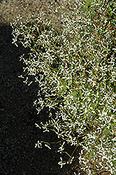 Diwali Shower Euphorbia (Euphorbia 'Diwali Shower') at Lakeshore Garden Centres