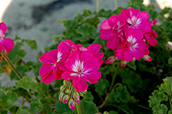 Fidelity Hot Pink Geranium (Pelargonium 'Fidelity Hot Pink') at Lakeshore Garden Centres