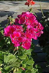 Fidelity Deep Lavender Geranium (Pelargonium 'Fidelity Deep Lavender') at Lakeshore Garden Centres