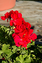 Fidelity Magenta Geranium (Pelargonium 'Fidelity Magenta') at Lakeshore Garden Centres
