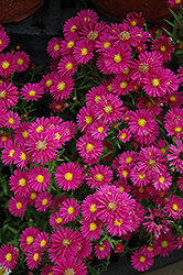 Hazy Aster (Symphyotrichum 'Hazy') at Lakeshore Garden Centres