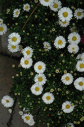 Frost Aster (Symphyotrichum 'Frost') at Lakeshore Garden Centres