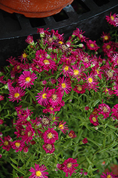 Winston Churchill Aster (Symphyotrichum novi-belgii 'Winston Churchill') at Lakeshore Garden Centres