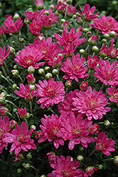 Jacqueline Pink Fusion Chrysanthemum (Chrysanthemum 'Jacqueline Pink Fusion') at Lakeshore Garden Centres