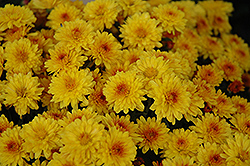 Harvest Bronze Chrysanthemum (Chrysanthemum 'Harvest Bronze') at Lakeshore Garden Centres