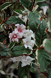 Magical Fantasy Weigela (Weigela florida 'Magical Fantasy') at Lakeshore Garden Centres