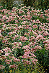 Autumn Joy Stonecrop (Sedum 'Autumn Joy') at Green Thumb Garden Centre
