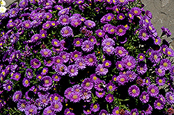Magic Aster (Symphyotrichum 'Magic') at Lakeshore Garden Centres