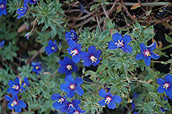 Angie Blue Pimpernel (Anagallis monelli 'Angie Blue') at Lakeshore Garden Centres