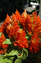 Orange Plumed Celosia (Celosia plumosa 'Orange') at A Very Successful Garden Center