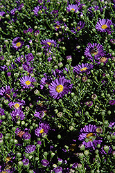 Daydream Aster (Symphyotrichum 'Daydream') at Lakeshore Garden Centres