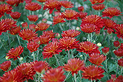 Cassia Bronze Chrysanthemum (Chrysanthemum 'Cassia Bronze') at Lakeshore Garden Centres