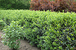 Dwarf Burford Chinese Holly (Ilex cornuta 'Dwarf Burford') at Lakeshore Garden Centres