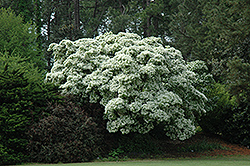 Chinese Fringetree (Chionanthus retusus) at Lakeshore Garden Centres