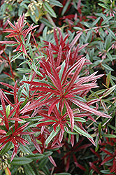 Spring Glory Wintergreen Barberry (Berberis julianae 'Spring Glory') at Lakeshore Garden Centres