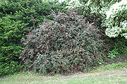 Spring Glory Wintergreen Barberry (Berberis julianae 'Spring Glory') at Lakeshore Garden Centres