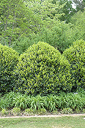 Needlepoint Chinese Holly (Ilex cornuta 'Needlepoint') at Lakeshore Garden Centres