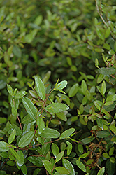 Schilling's Dwarf Yaupon Holly (Ilex vomitoria 'Schilling's Dwarf') at Lakeshore Garden Centres