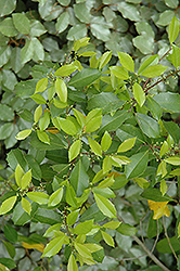 Savannah Holly (Ilex x attenuata 'Savannah') at Lakeshore Garden Centres