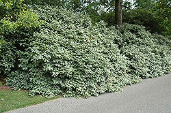 Fruitland Silverberry (Elaeagnus pungens 'Fruitlandii') at Lakeshore Garden Centres