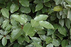 Fruitland Silverberry (Elaeagnus pungens 'Fruitlandii') at Lakeshore Garden Centres