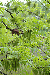 Pecan (Carya illinoinensis) at Peter Knippel Garden Centre