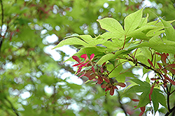Okushimo Japanese Maple (Acer palmatum 'Okushimo') at Lakeshore Garden Centres