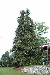 China Fir (Cunninghamia lanceolata) at Lakeshore Garden Centres