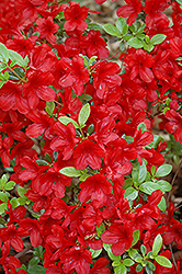 Midnight Flare Azalea (Rhododendron 'Midnight Flare') at Lakeshore Garden Centres