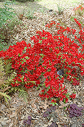 Midnight Flare Azalea (Rhododendron 'Midnight Flare') at Lakeshore Garden Centres