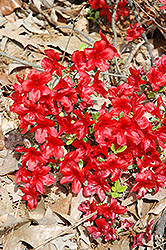 Encore Autumn Monarch Azalea (Rhododendron 'Conleo') at Lakeshore Garden Centres