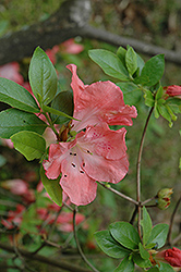 Phoebe Azalea (Rhododendron 'Phoebe') at Lakeshore Garden Centres