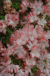 Kin Tai Tai Azalea (Rhododendron 'Kin Tai Tai') at Lakeshore Garden Centres
