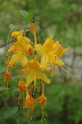 April Follies Azalea (Rhododendron 'April Follies') at Lakeshore Garden Centres