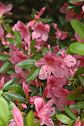 Illusions Azalea (Rhododendron 'Illusions') at Lakeshore Garden Centres