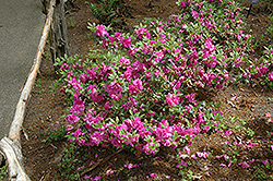 Amelia Rose Azalea (Rhododendron 'Amelia Rose') at Lakeshore Garden Centres
