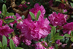 Amelia Rose Azalea (Rhododendron 'Amelia Rose') at Lakeshore Garden Centres