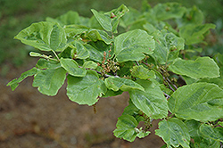 Green Thumb Witchhazel (Hamamelis virginiana 'Green Thumb') at Lakeshore Garden Centres