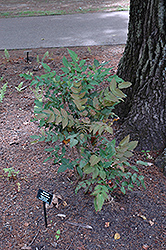 Arthur Menzies Mahonia (Mahonia x media 'Arthur Menzies') at Lakeshore Garden Centres