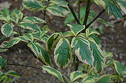 Firebird Flowering Dogwood (Cornus florida 'Fircomz') at Lakeshore Garden Centres