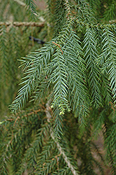 Taiwania (Taiwania cryptomerioides) at Lakeshore Garden Centres
