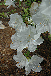 Irish Cream Azalea (Rhododendron 'Irish Cream') at Lakeshore Garden Centres