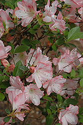 Amy Azalea (Rhododendron 'Amy') at Lakeshore Garden Centres