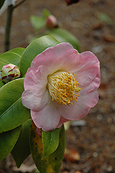 Peter Pan Camellia (Camellia japonica 'Peter Pan') at Lakeshore Garden Centres