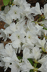 White Peacock Azalea (Rhododendron 'White Peacock') at Lakeshore Garden Centres
