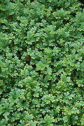 Peacock Spikemoss (Selaginella uncinata) at Lakeshore Garden Centres